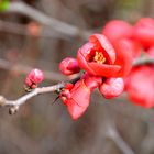 Japanische Zierquitte (Chaenomeles japonica)