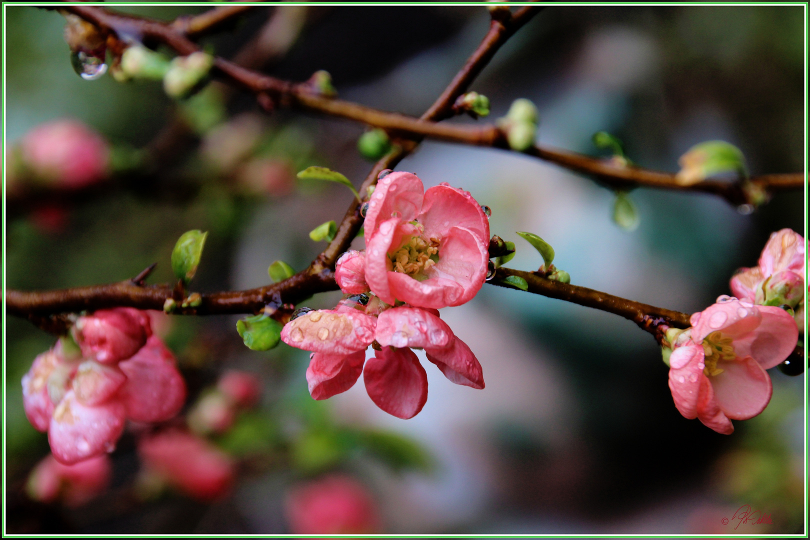 "Japanische Zierquitte"       Mittwochsblümchen 01.04.2020