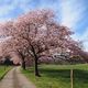 Japanische Kirsche