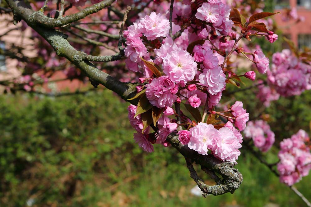 Japanische_Kirschblüte