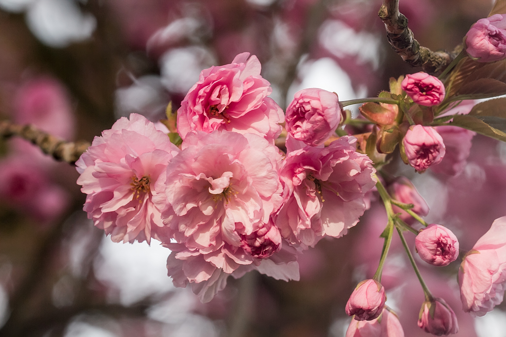 Japanischekirschblüten