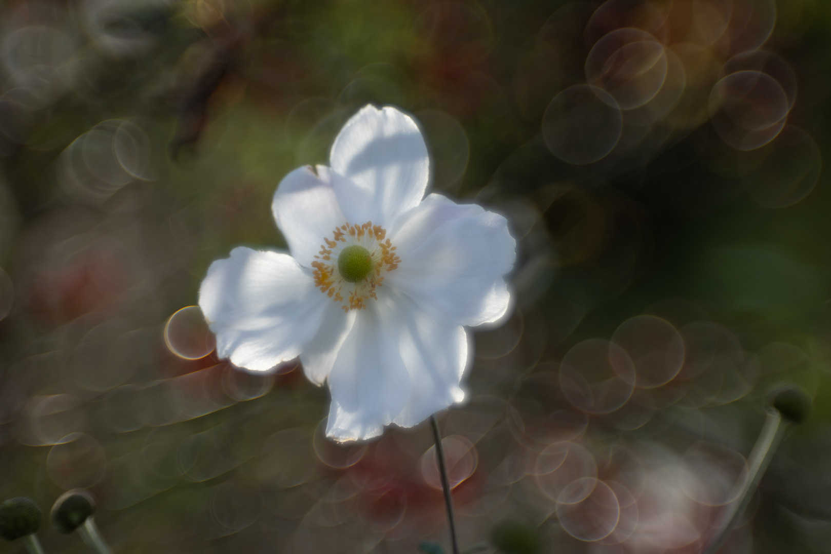 Japanischen Herbst-Anemone 