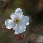 Japanischen Herbst-Anemone 