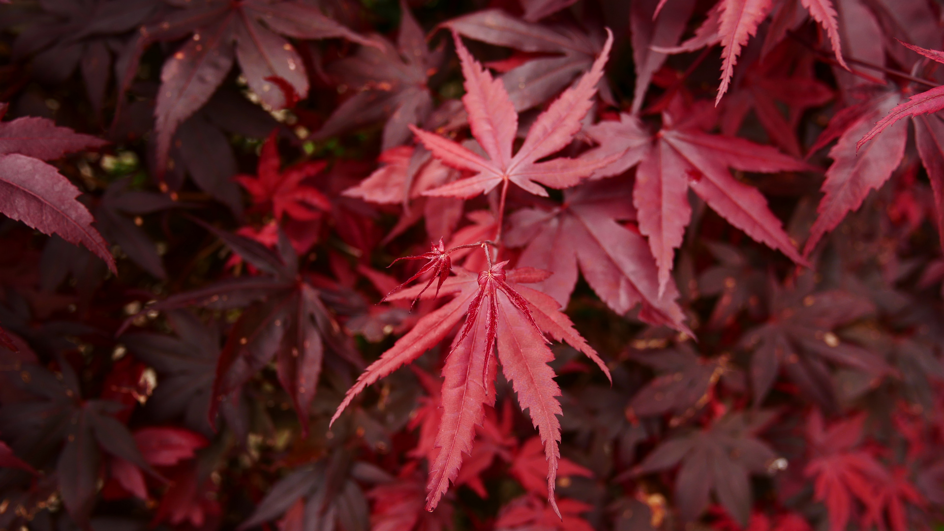 Japanischer Ahorn Foto & Bild red, japan, tree Bilder auf