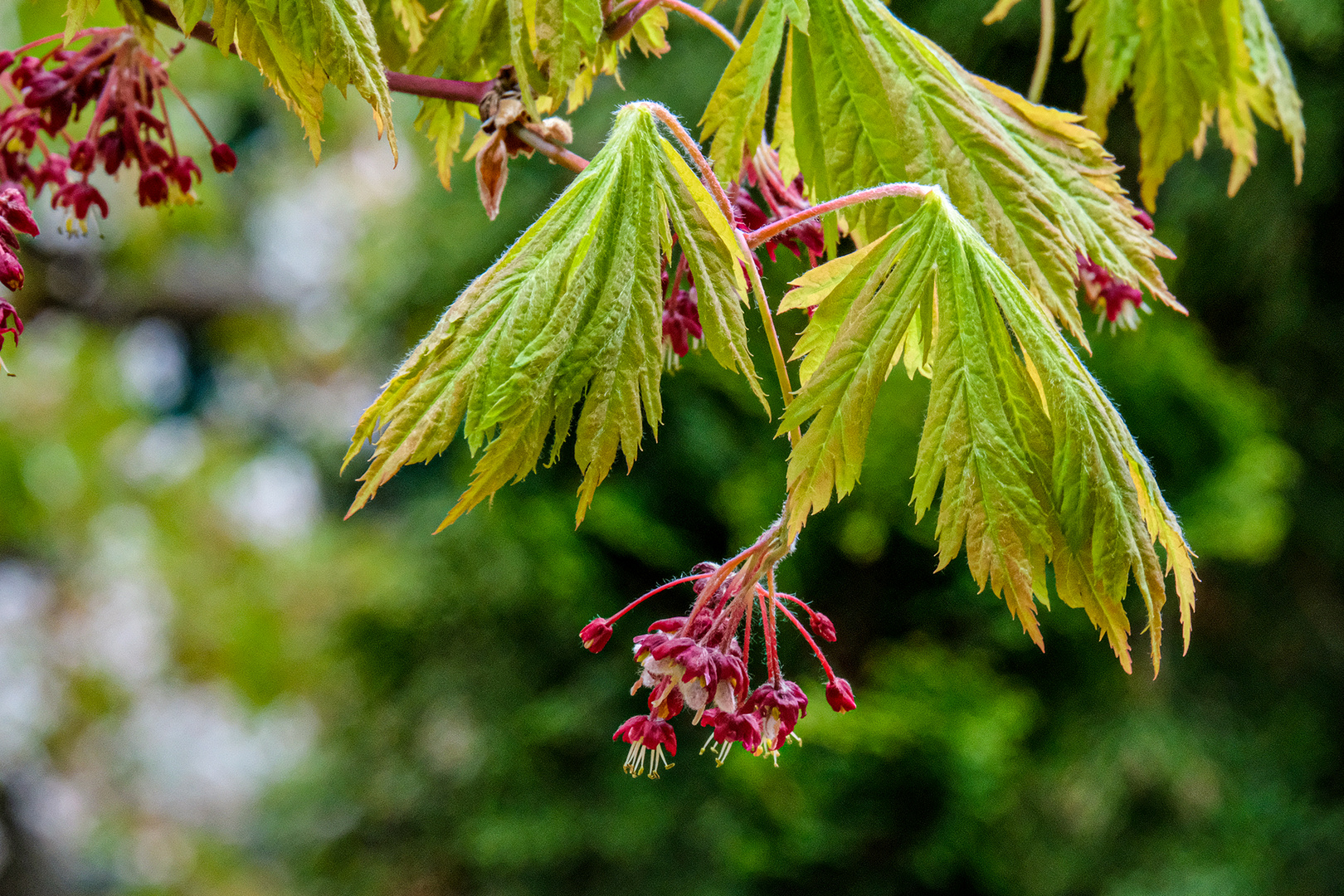 Japanischer Ahorn Foto & Bild dokumentation, bäume, natur Bilder auf