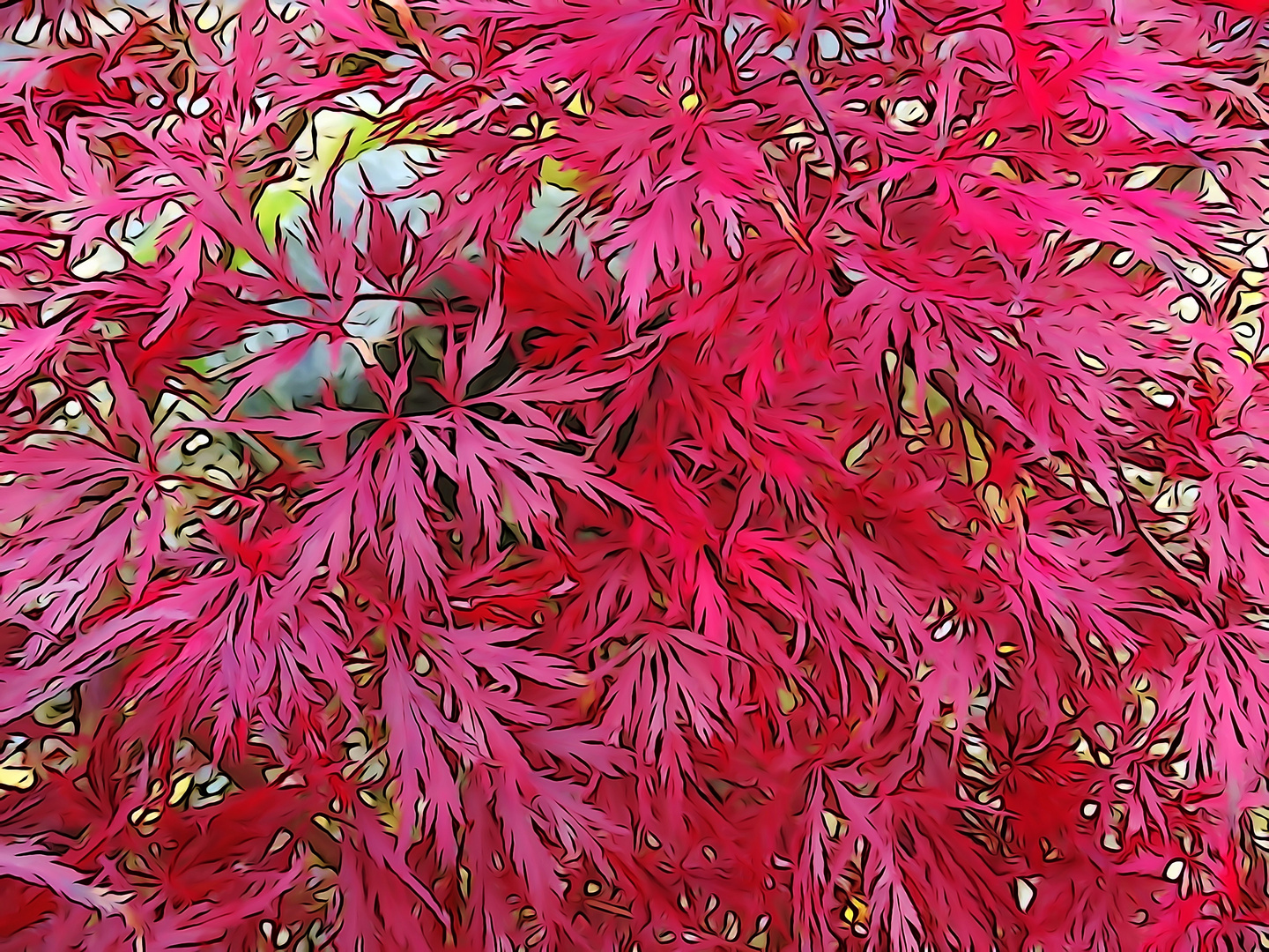 Japanischer Ahorn im Herbstkleid