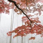 Japanischer Ahorn mit Herbstfärbung im Nebel 2