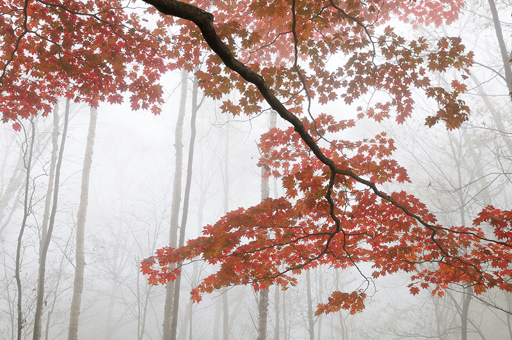 Japanischer Ahorn mit Herbstfärbung im Nebel 2