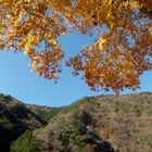 Japanischer Ahorn und Berg