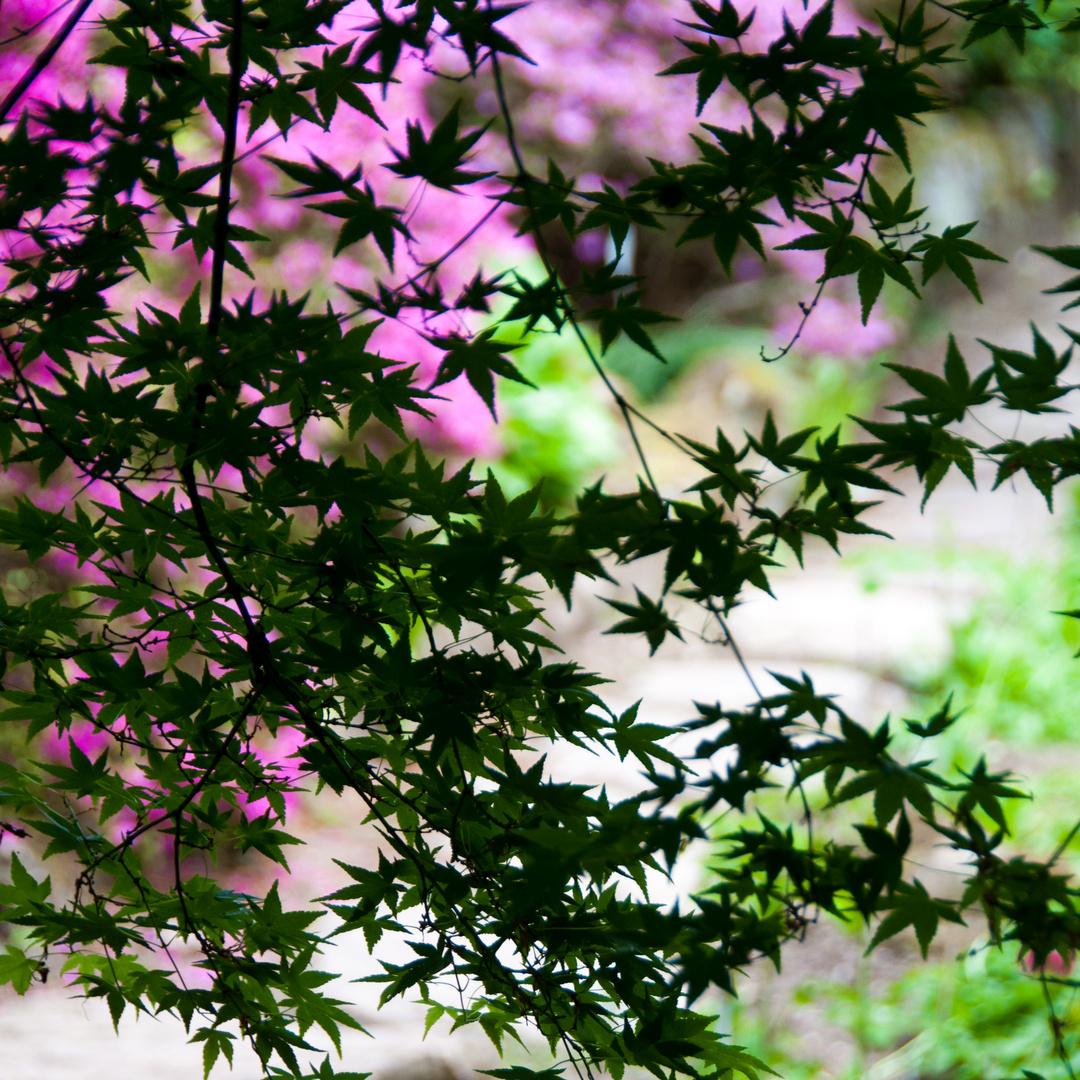 Japanischer Ahorn vor Rhododendron