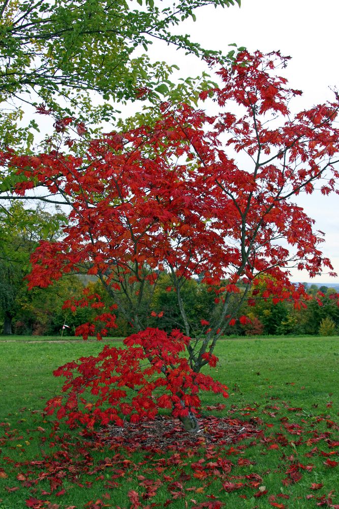 Japanischer Ahornbaum Foto &amp; Bild pflanzen, pilze