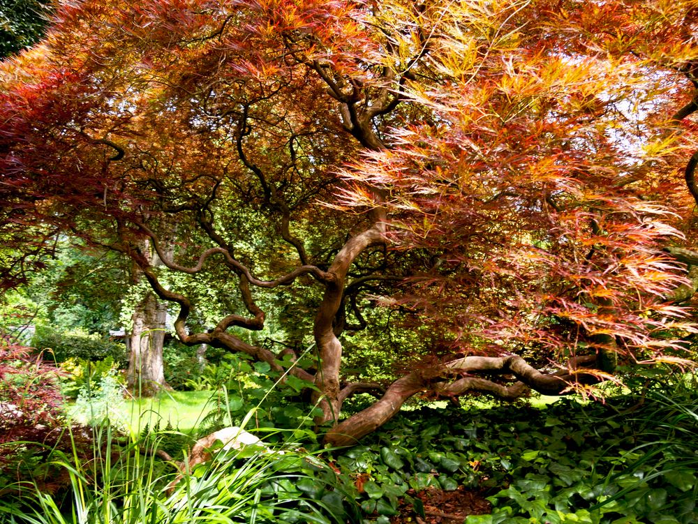 Japanischer Baum Foto & Bild | pflanzen, pilze & flechten, bäume, natur