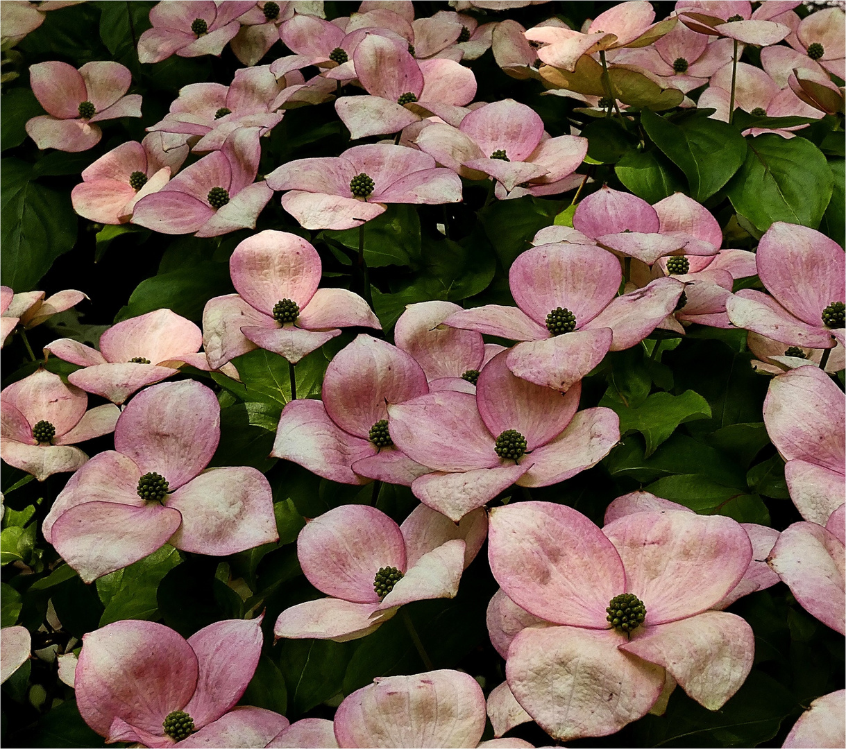 Japanischer Blüten-Hartriegel