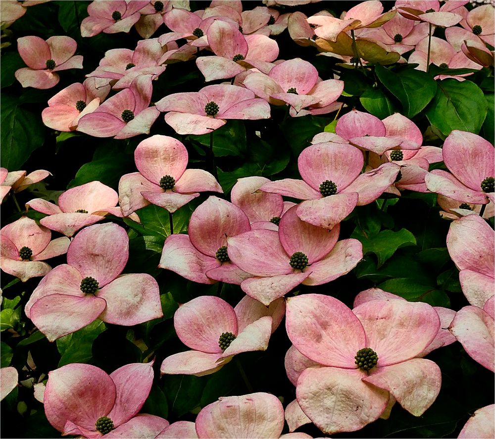 Japanischer BlütenHartriegel Foto & Bild natur, pflanzen, sträucher
