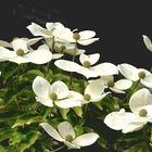 japanischer Blütenhartriegel (Cornus kousa)