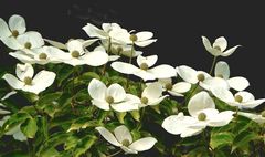 japanischer Blütenhartriegel (Cornus kousa)