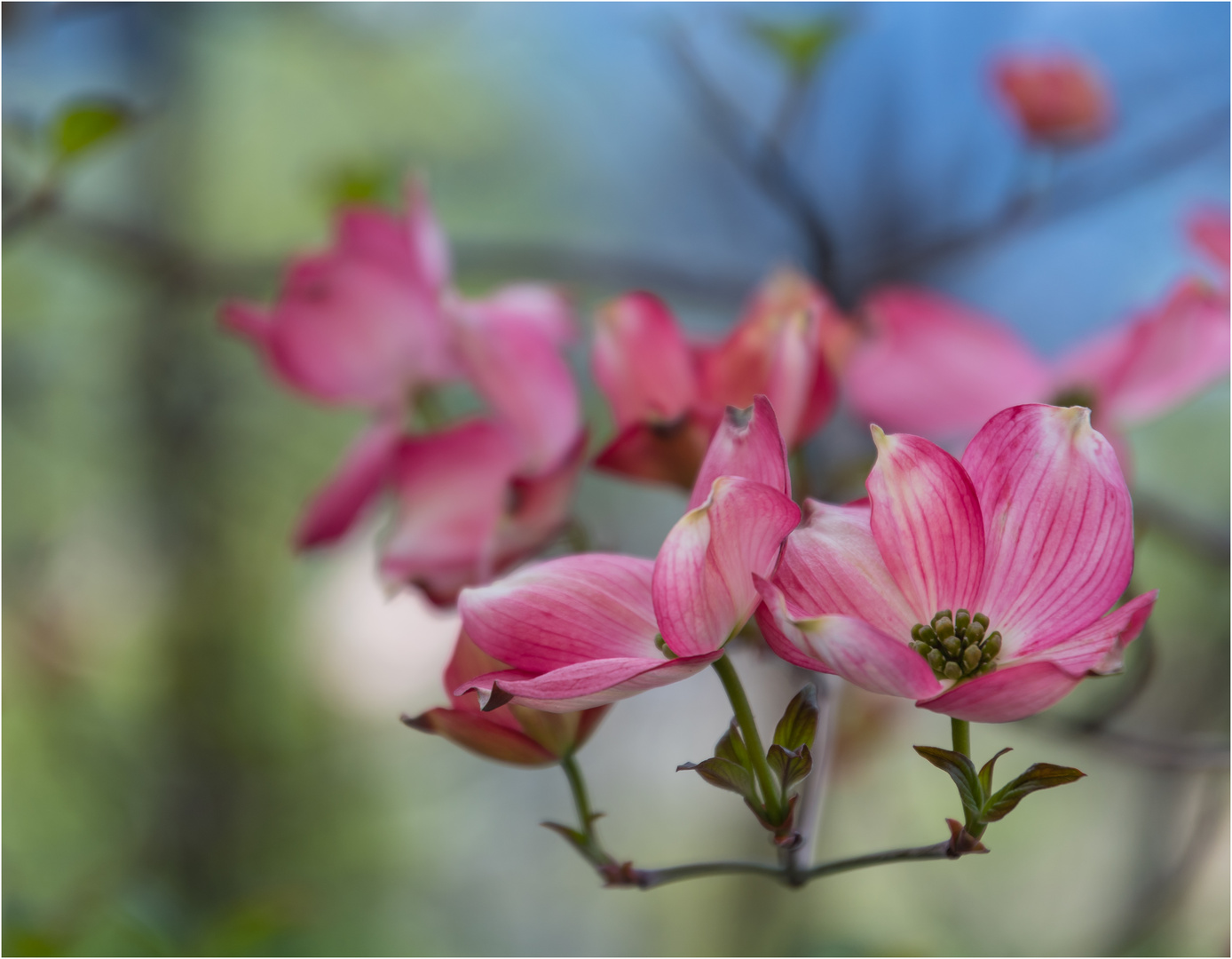 Japanischer Blumen-Hartriegel