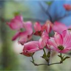 Japanischer Blumen-Hartriegel