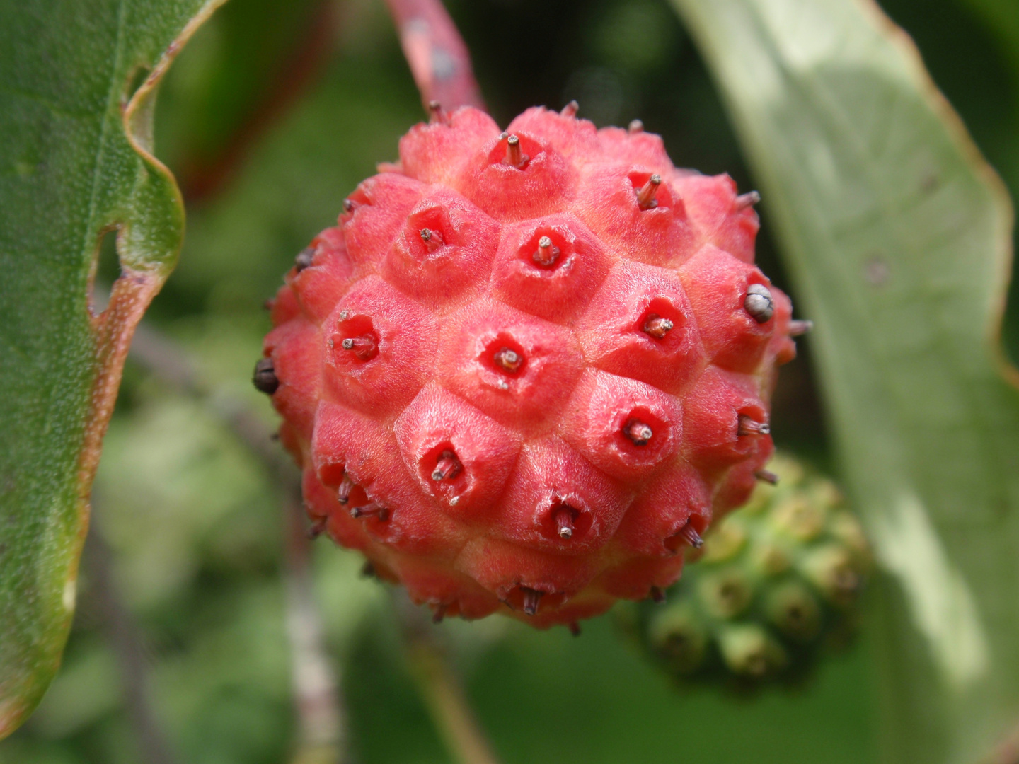Japanischer BlumenHartriegel (Cornus kousa) essbare Frucht Foto