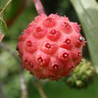 Japanischer Blumen-Hartriegel (Cornus kousa) - essbare Frucht 