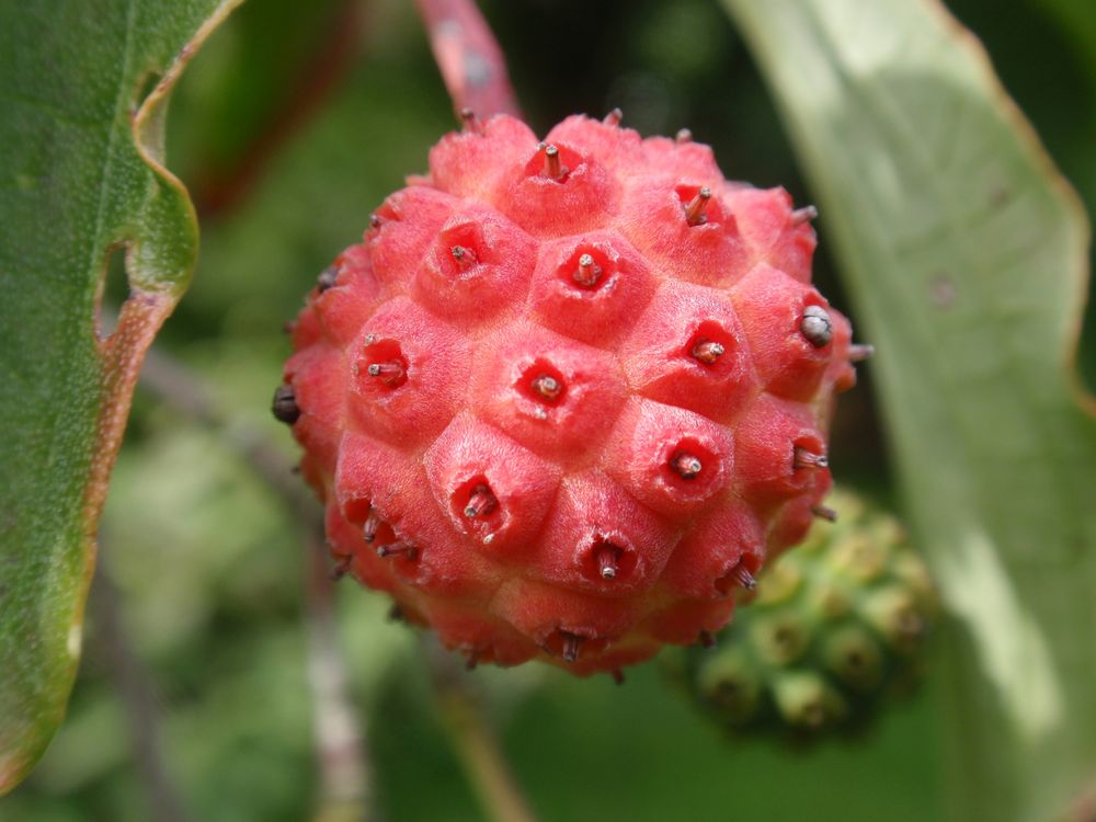 Japanischer Blumen-Hartriegel (Cornus kousa) - essbare Frucht 