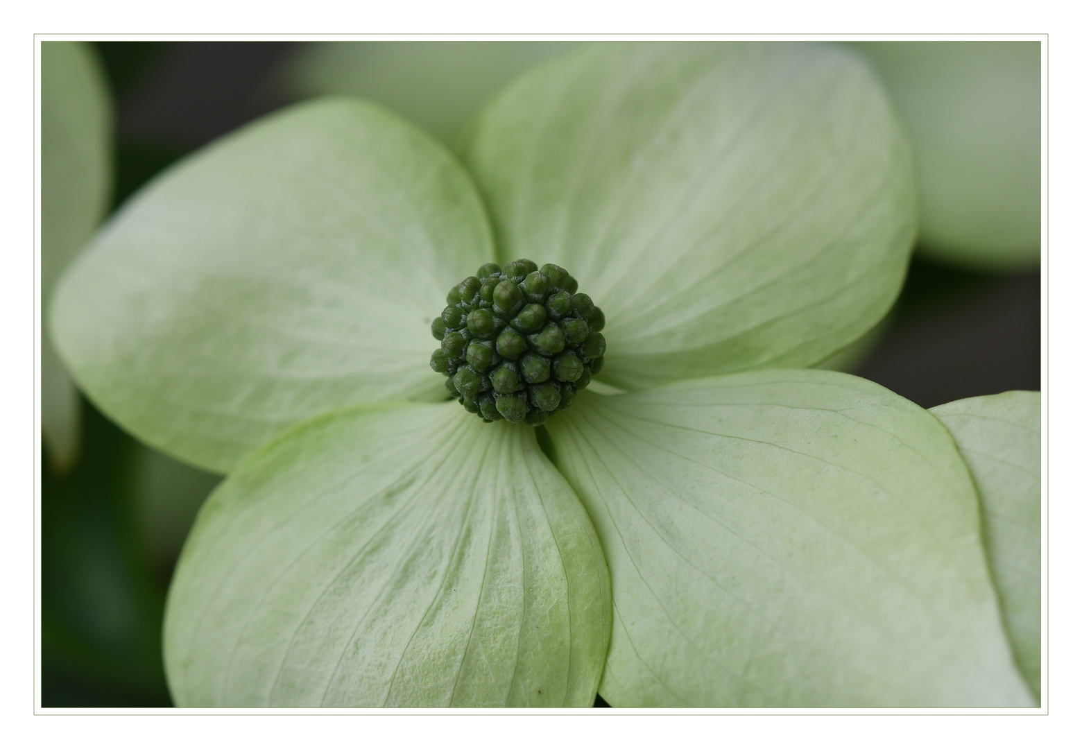 Japanischer Blumenhartriegel