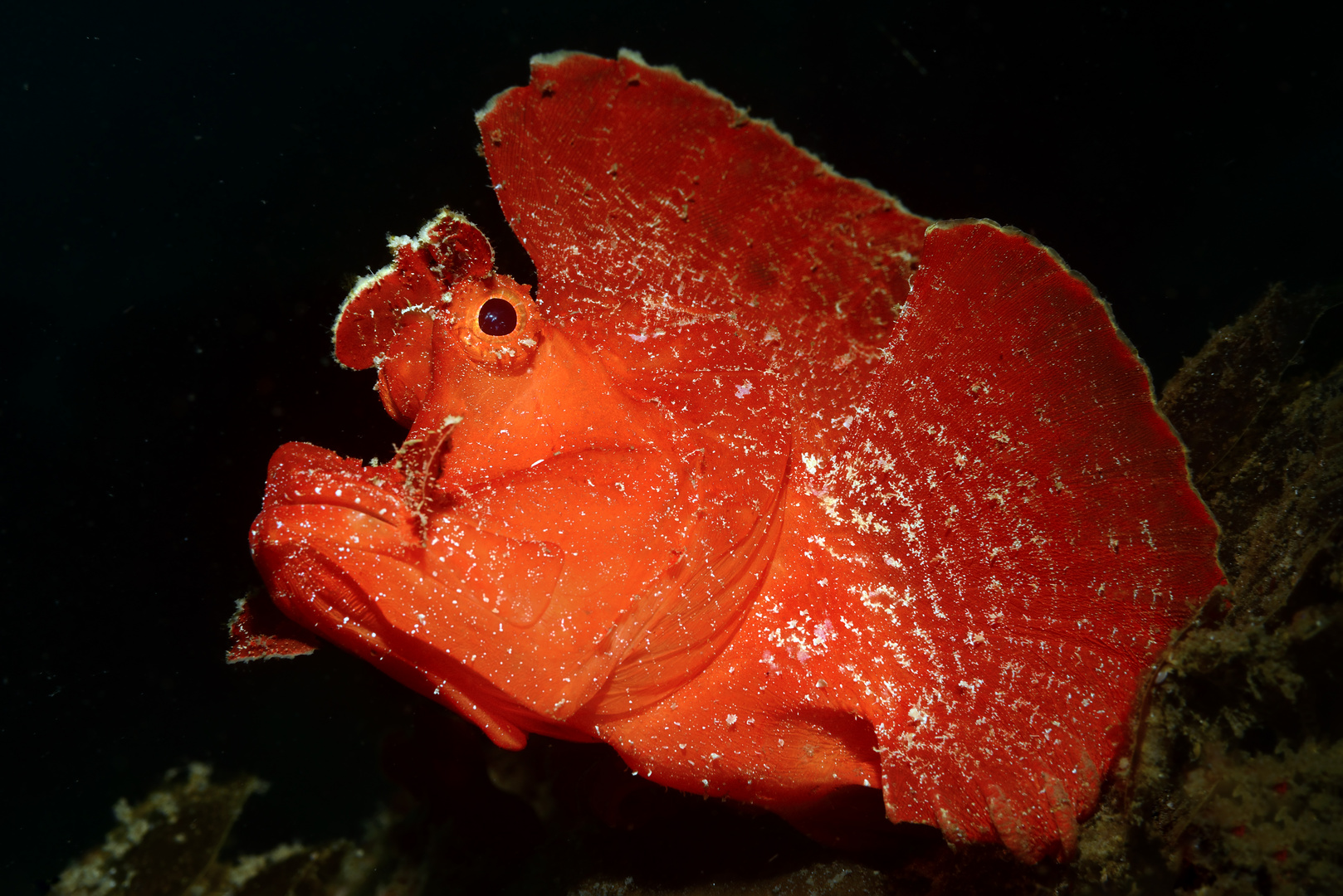 Japanischer Drachenkopf (Rhinopias argoliba)