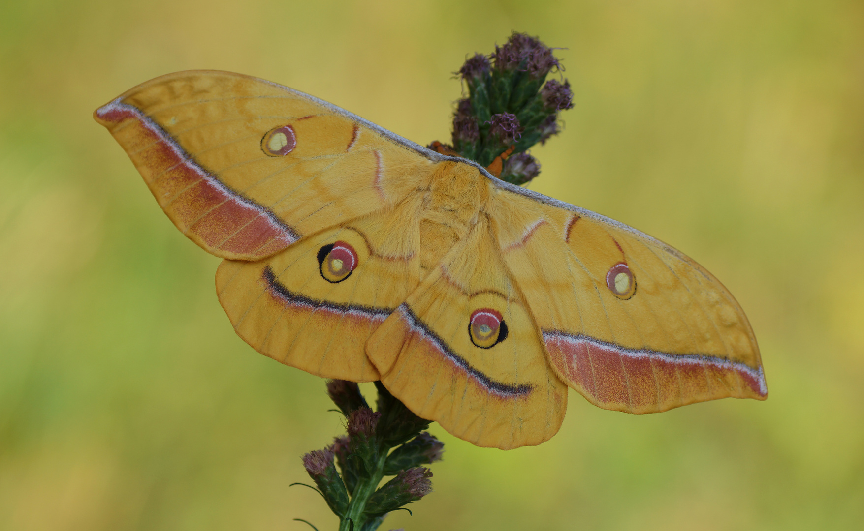 Japanischer Eichenseidenspinner (Antheraea yamamai) 