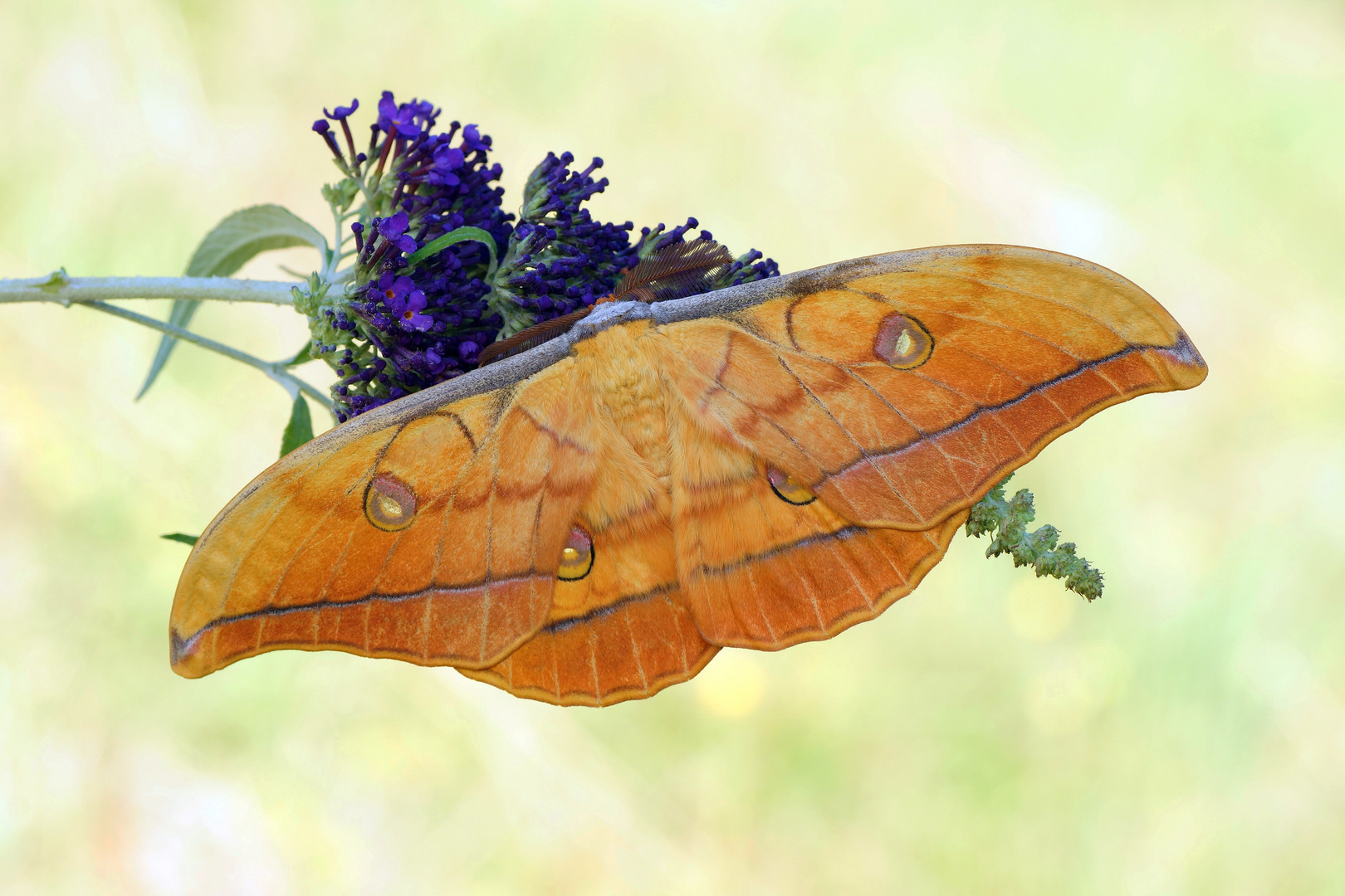 Japanischer Eichenseidenspinner (Antheraea yamamai)