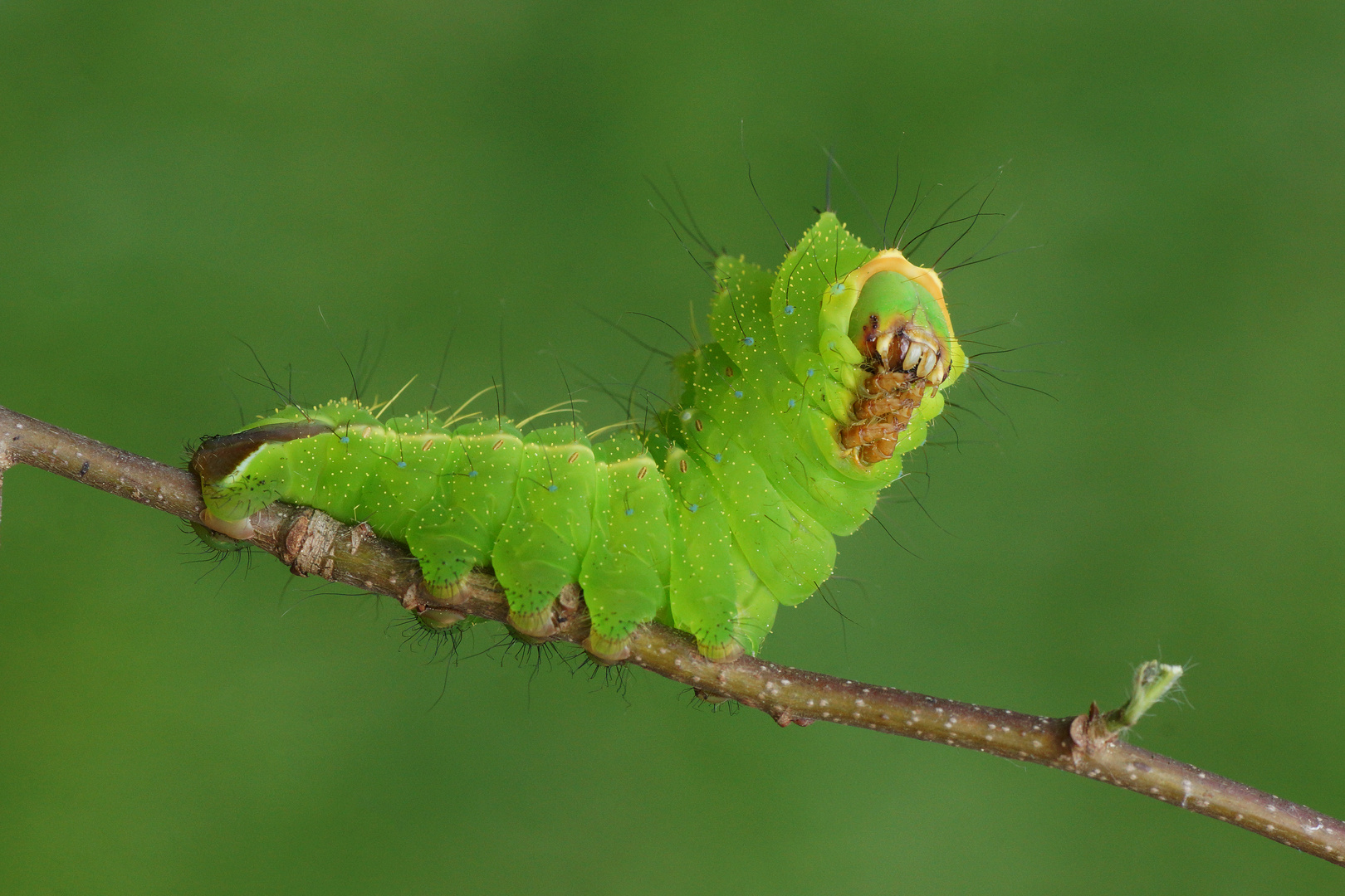 Japanischer Eichenseidenspinner (Antheraea yamamai) 