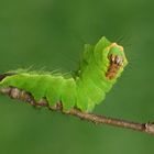 Japanischer Eichenseidenspinner (Antheraea yamamai) 