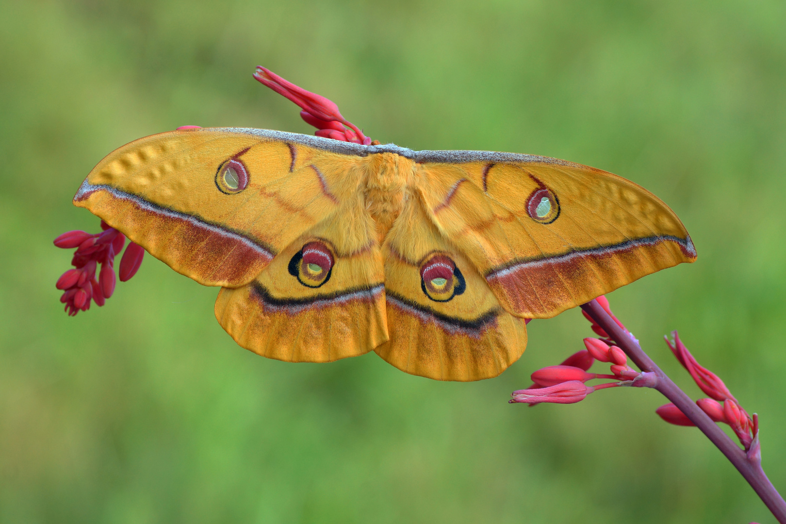 Japanischer Eichenseidenspinner (Antheraea yamamai)