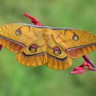 Japanischer Eichenseidenspinner (Antheraea yamamai)