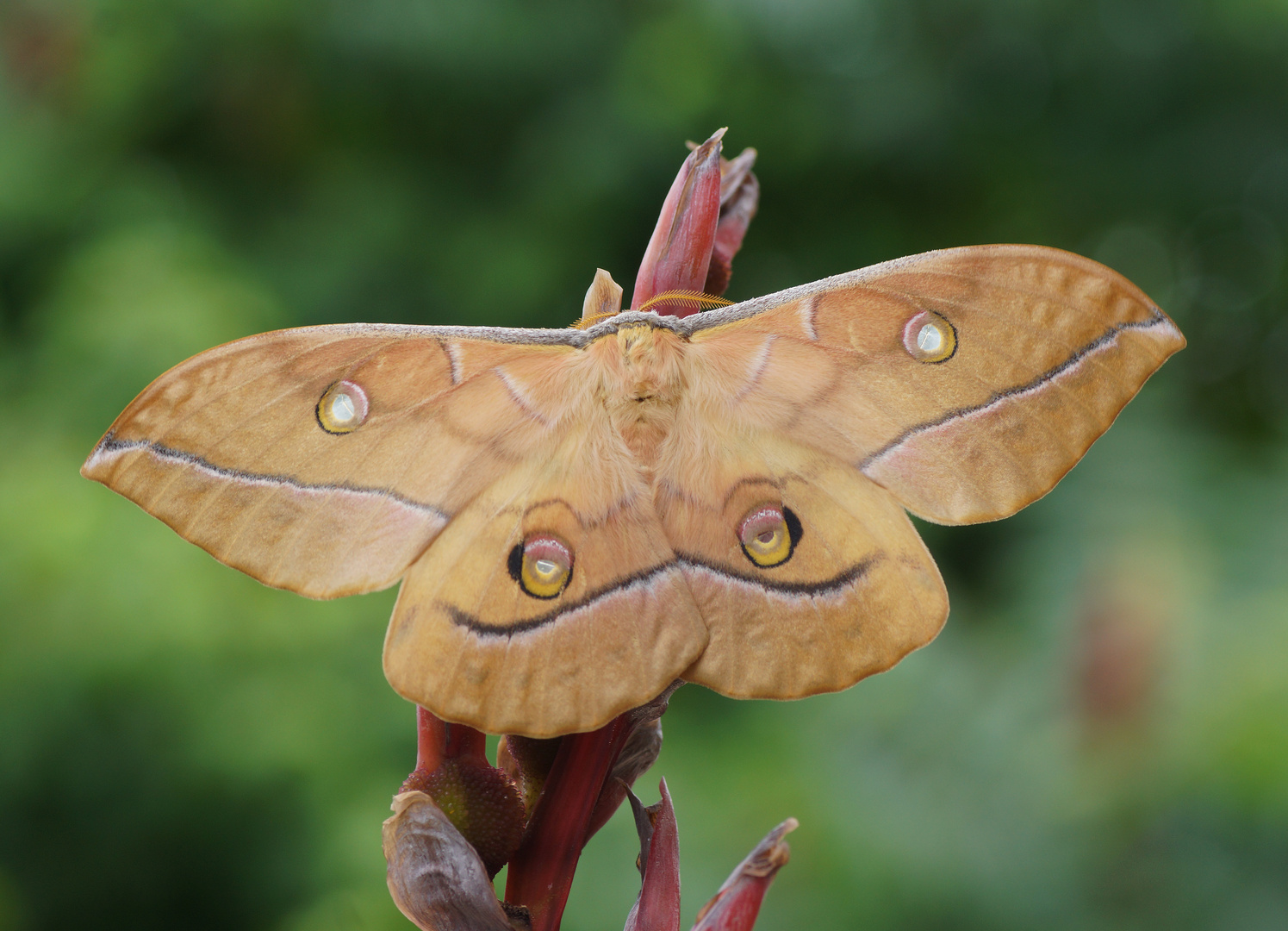 Japanischer Eichenseidenspinner (Antheraea yamamai) 