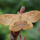 Japanischer Eichenseidenspinner (Antheraea yamamai) 