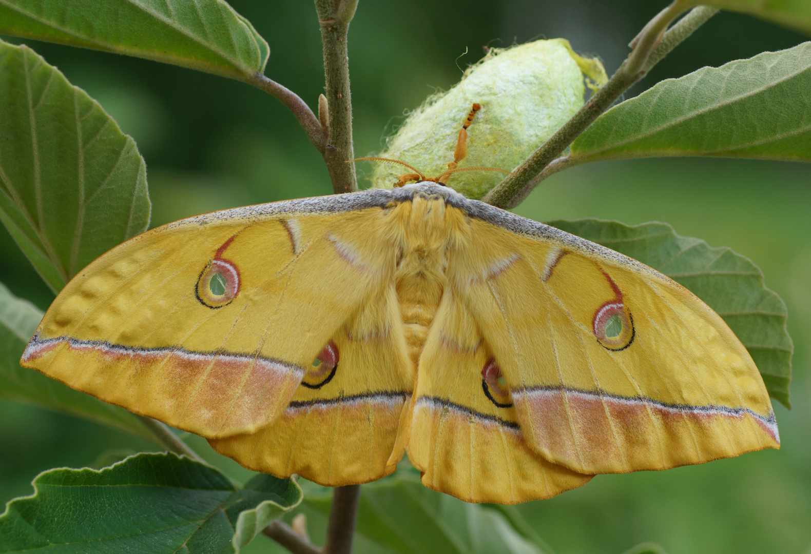  Japanischer Eichenseidenspinner (Antheraea yamamai)