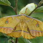  Japanischer Eichenseidenspinner (Antheraea yamamai)