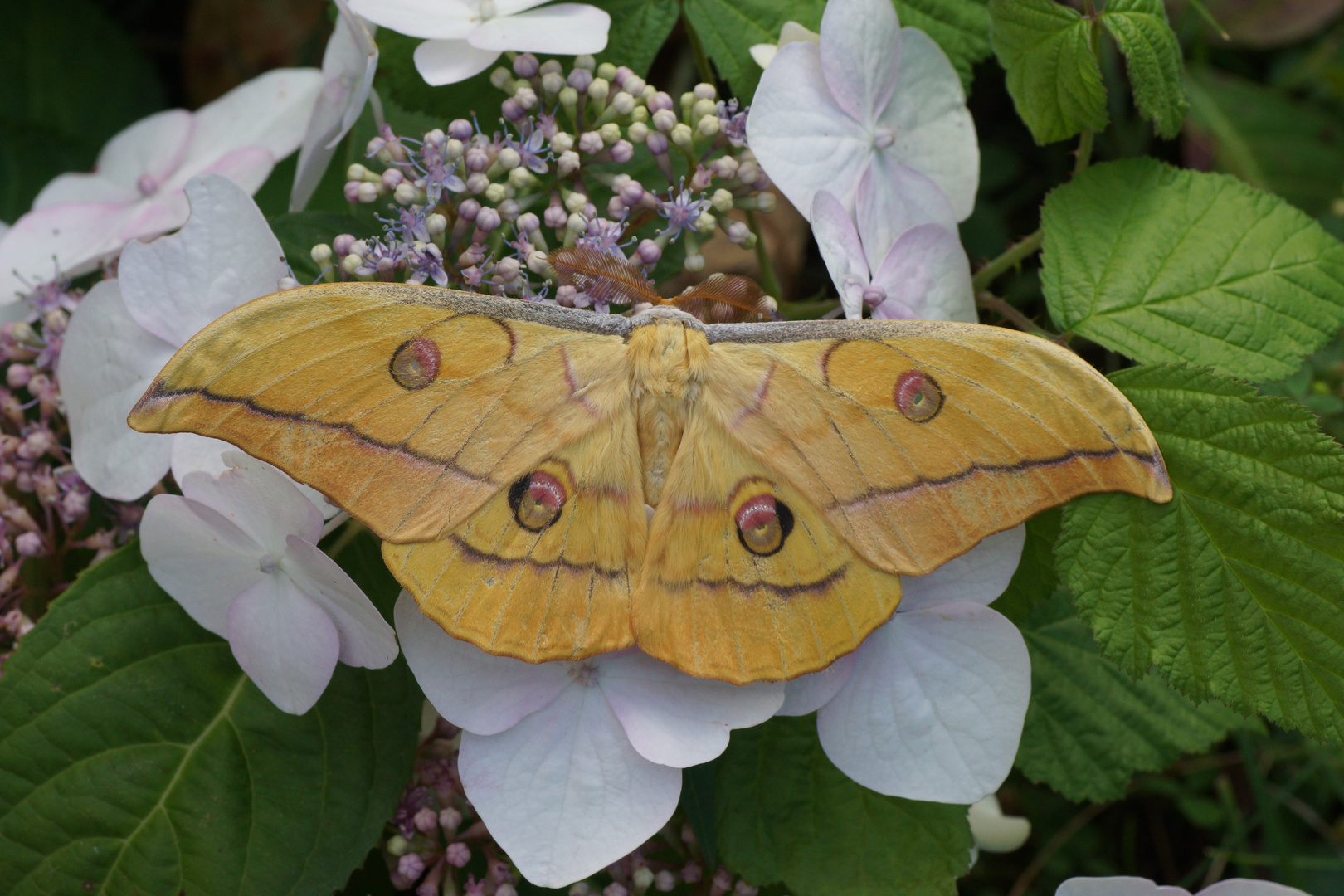 Japanischer Eichenseidenspinner (Antheraea yamamai)