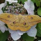 Japanischer Eichenseidenspinner (Antheraea yamamai)