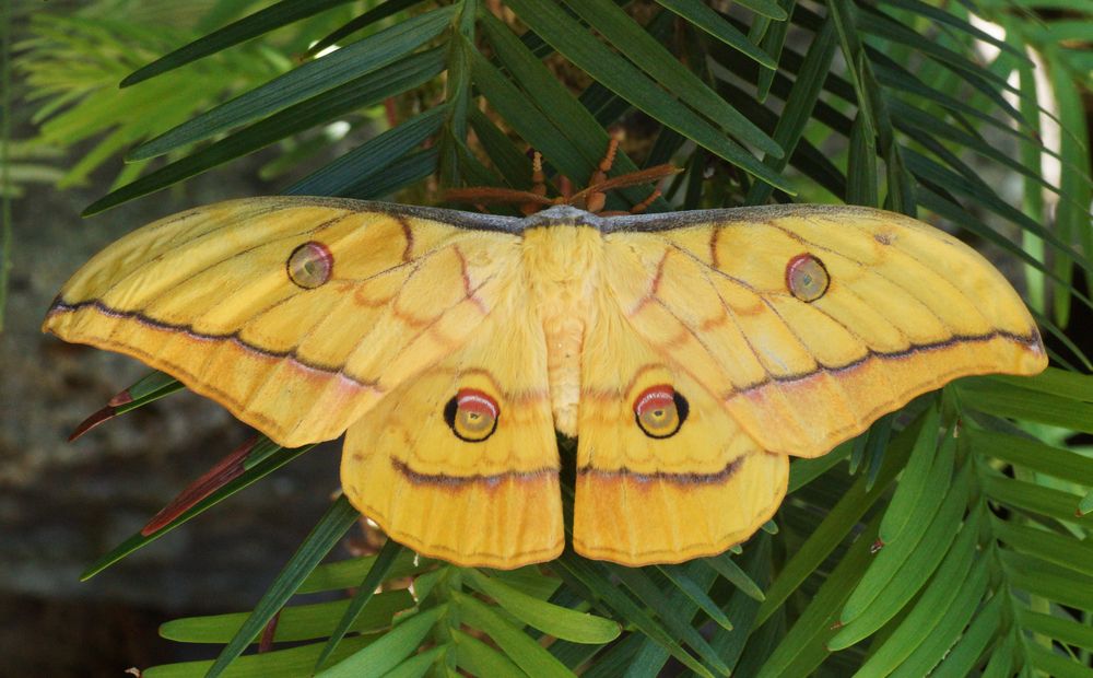 Japanischer Eichenseidenspinner (Antheraea yamamai) Foto & Bild makro