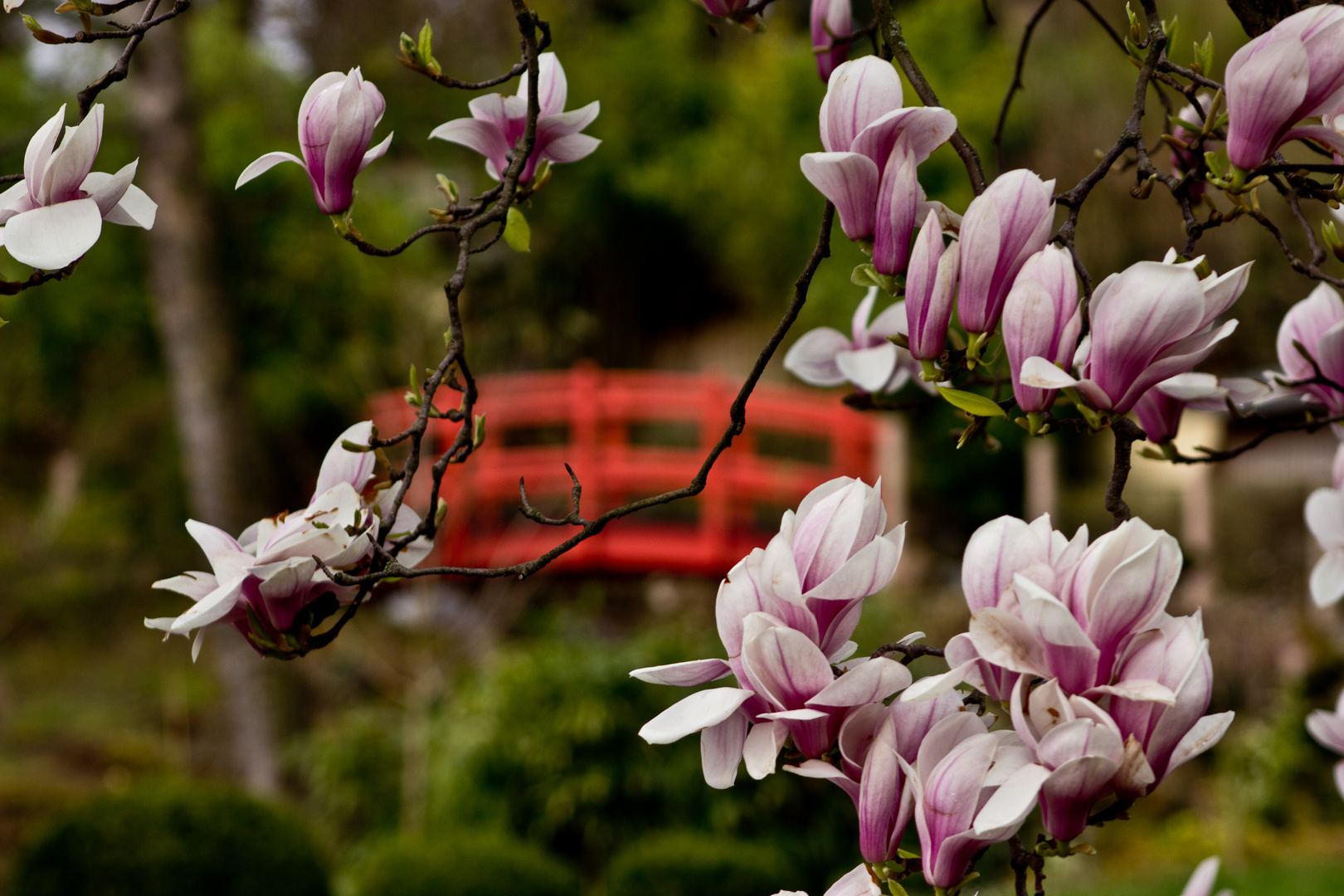 Japanischer Frühling