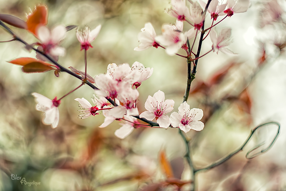 Japanischer Frühling