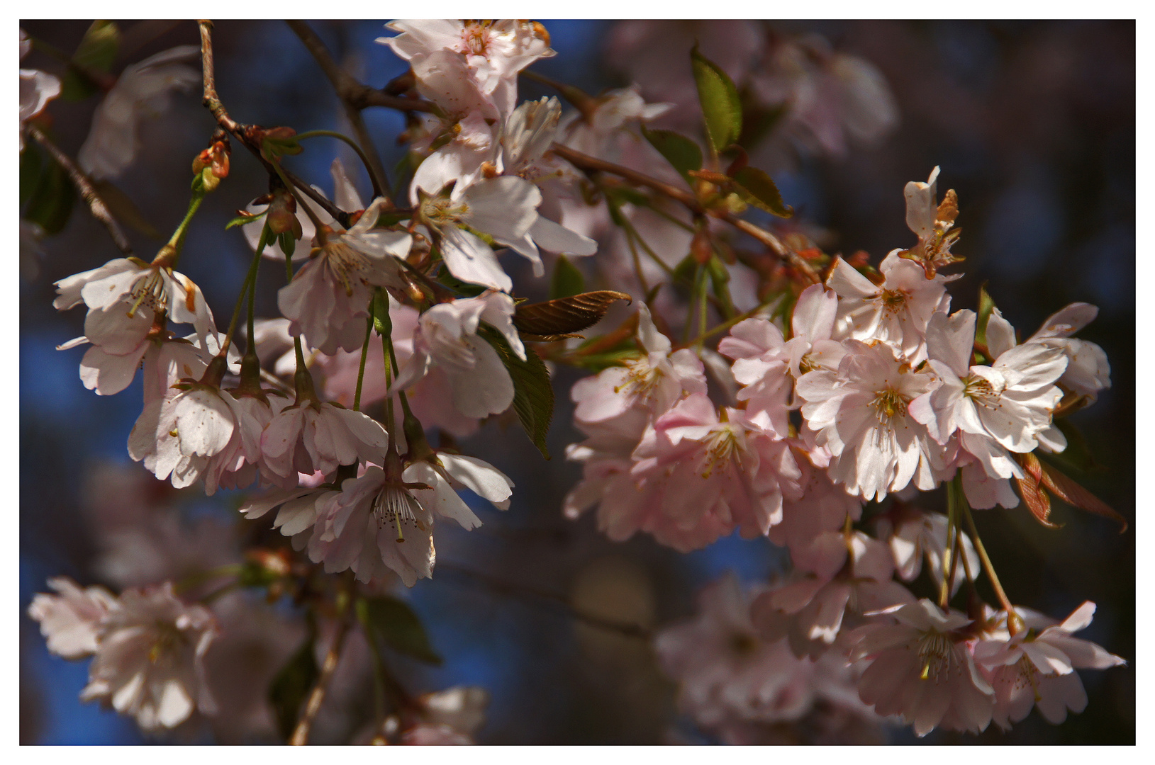 Japanischer Frühling...