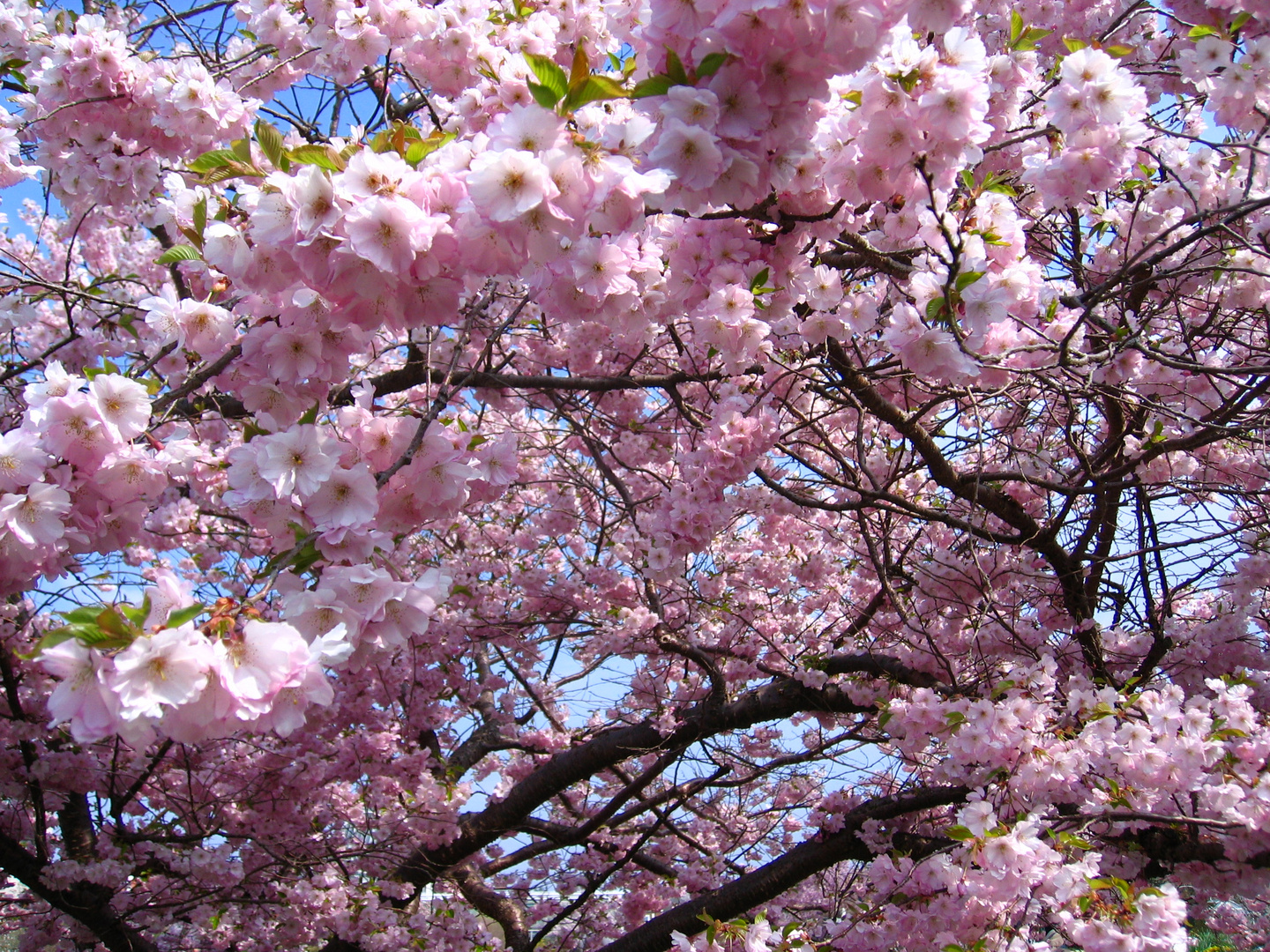 Japanischer Frühling in Bayern