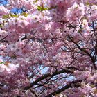 Japanischer Frühling in Bayern