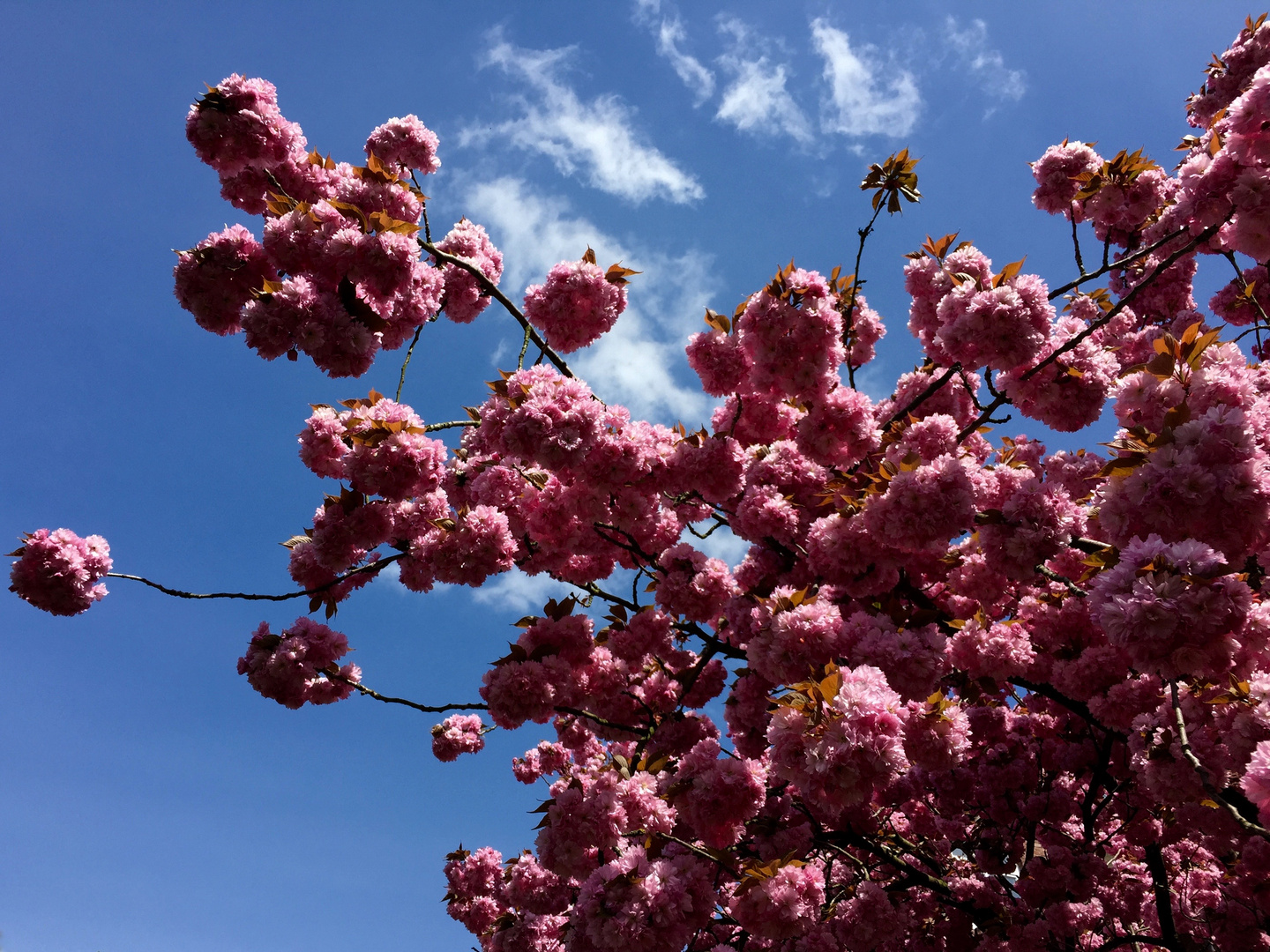 "Japanischer Frühling in Hamburg"