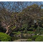 Japanischer Garten