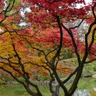 Japanischer Garten