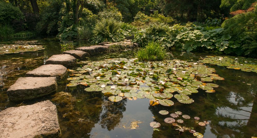 japanischer Garten 7/2015 Seerosenteich #14