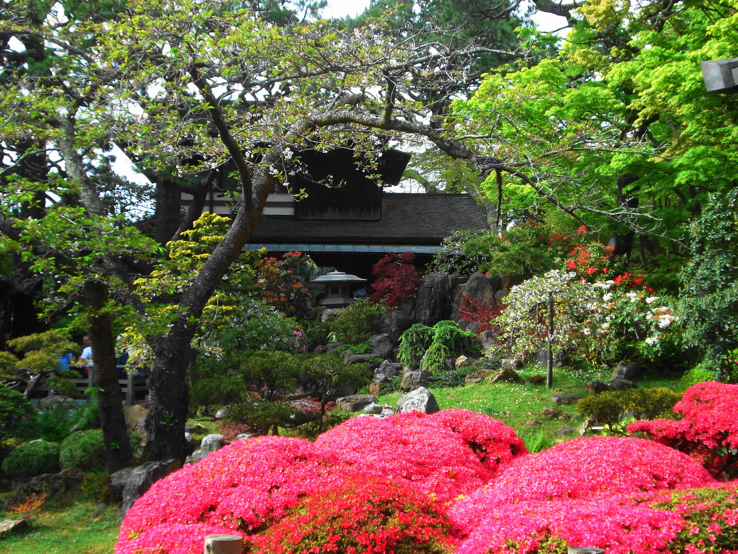 Japanischer Garten Foto &amp; Bild | pflanzen, pilze &amp; flechten, bäume ...